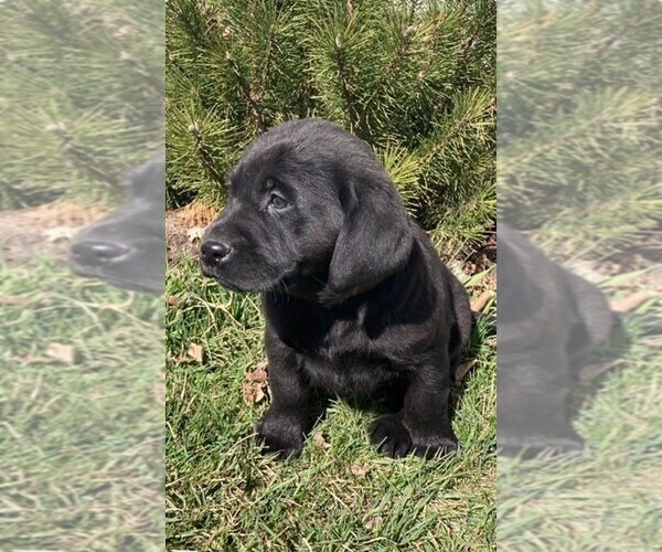 Medium Photo #3 Labrador Retriever Puppy For Sale in DOWNING, WI, USA