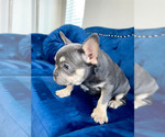 Small #4 French Bulldog