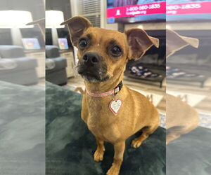 ShiChi Dogs for adoption in Shelbyville, TN, USA