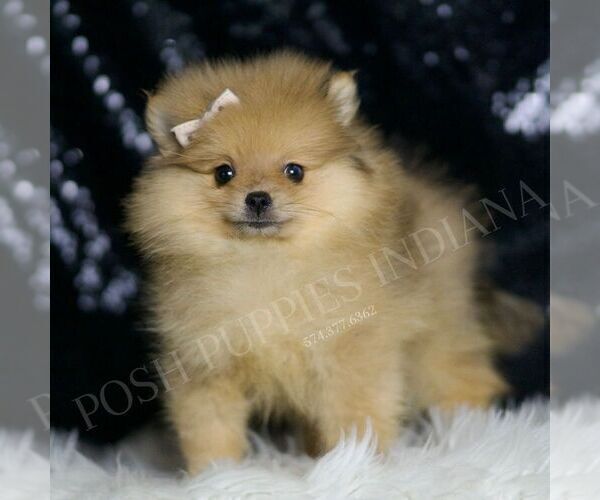 Medium Photo #5 Pomeranian Puppy For Sale in WARSAW, IN, USA