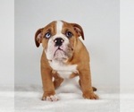 Small Photo #6 Bulldog Puppy For Sale in NAPPANEE, IN, USA