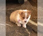 Small Pembroke Welsh Corgi