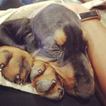 Small Photo #1 Black and Tan Coonhound Puppy For Sale in DOWNEY, CA, USA