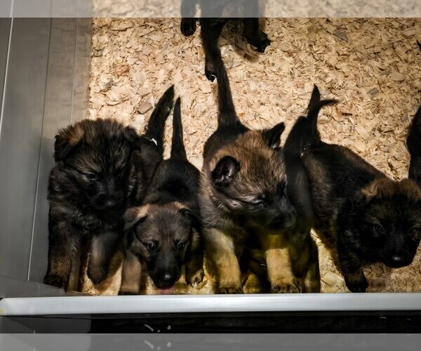 Medium Photo #1 German Shepherd Dog Puppy For Sale in CABOOL, MO, USA