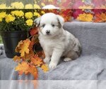Puppy 3 Miniature Australian Shepherd