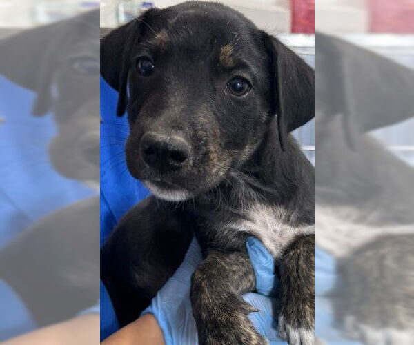 Medium Photo #1 American Pit Bull Terrier-Unknown Mix Puppy For Sale in San Bernardino, CA, USA