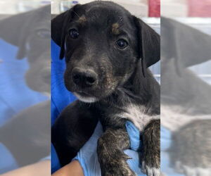 American Pit Bull Terrier-Unknown Mix Dogs for adoption in San Bernardino, CA, USA
