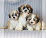 Small Photo #2 Zuchon Puppy For Sale in NARVON, PA, USA