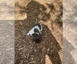 Small Photo #7 Rat Terrier Puppy For Sale in HARRISONBURG, VA, USA