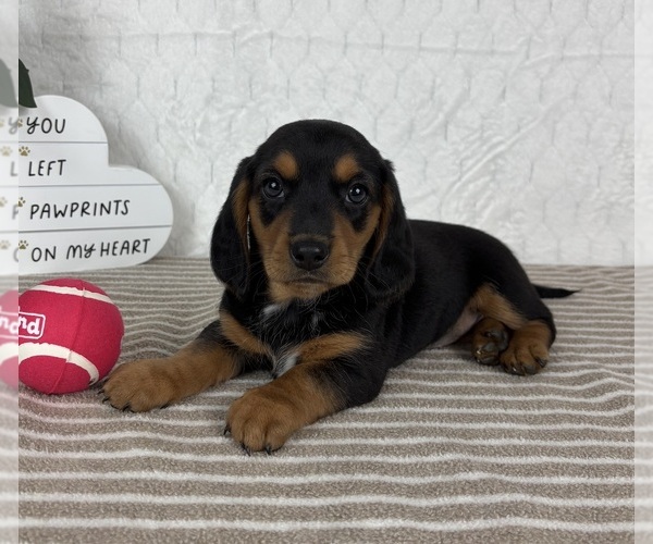 Medium Photo #3 Dachshund Puppy For Sale in FRANKLIN, IN, USA