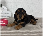 Small #2 Dachshund