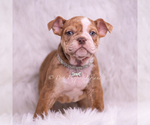Small Photo #48 Bulldog Puppy For Sale in WARSAW, IN, USA