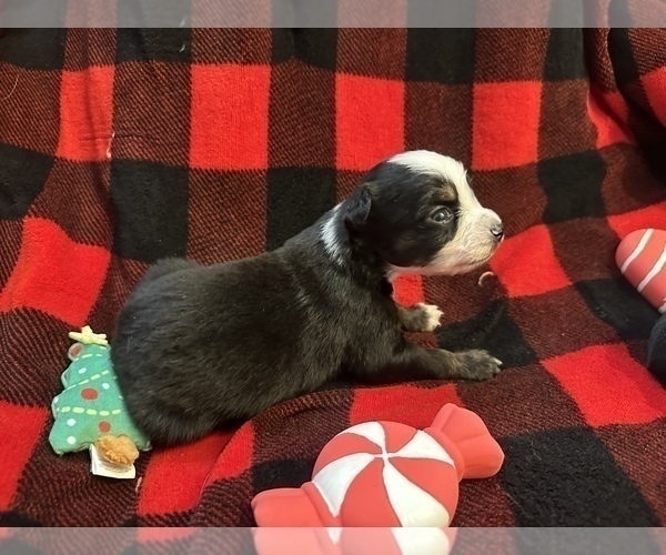 Medium Photo #33 Miniature Australian Shepherd Puppy For Sale in QUINCY, CA, USA