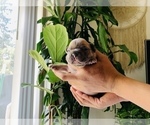 Small Photo #4 French Bulldog Puppy For Sale in WEST ORANGE, NJ, USA