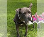 Small #1 American Pit Bull Terrier
