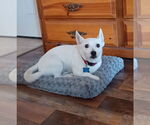 Small #10 Jack Russell Terrier