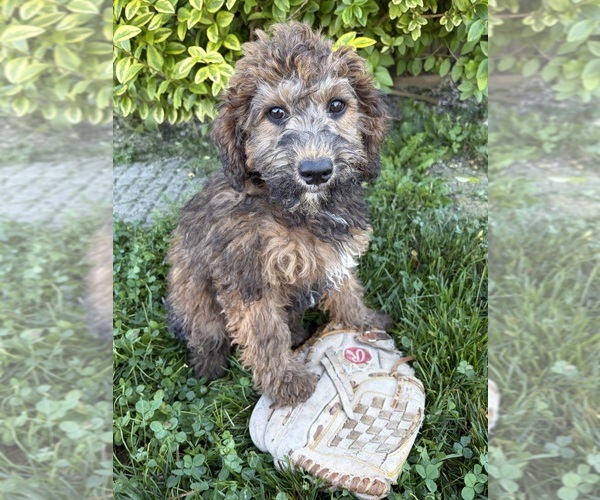Medium Photo #4 Whoodle (Miniature) Puppy For Sale in MIDDLEBURY, IN, USA