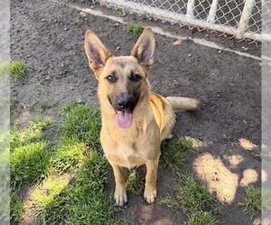 Mutt Dogs for adoption in Modesto, CA, USA