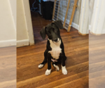Small #1 Mutt