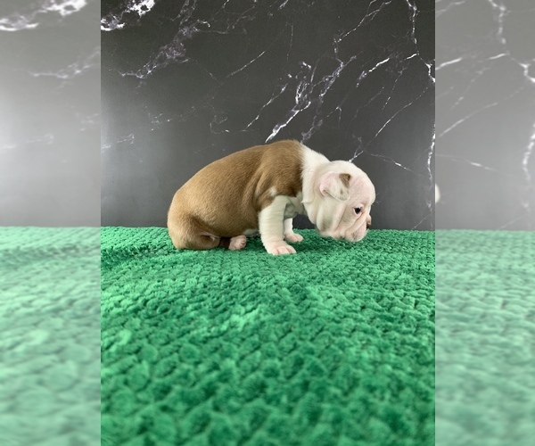 Medium Photo #23 Boston Terrier Puppy For Sale in TULARE, CA, USA