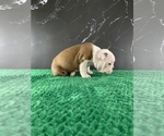 Small Photo #39 Boston Terrier Puppy For Sale in TULARE, CA, USA