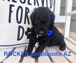 Small Photo #1 Labradoodle Puppy For Sale in SAFFORD, AZ, USA