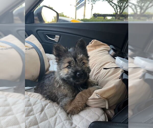 Medium Photo #5 Brussels Griffon-Unknown Mix Puppy For Sale in Agoura Hills, CA, USA