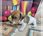 Small #5 Dachshund