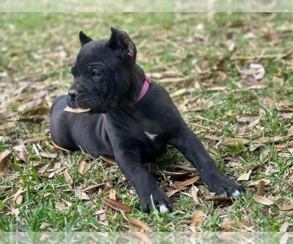 Medium Photo #1 Cane Corso Puppy For Sale in DELAWARE, OH, USA