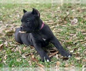 Cane Corso Puppy for sale in DELAWARE, OH, USA