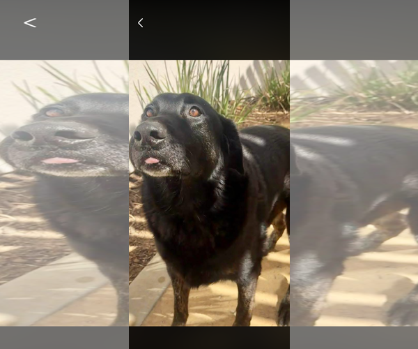 Medium Photo #6 Labrador Retriever-Unknown Mix Puppy For Sale in San Diego, CA, USA