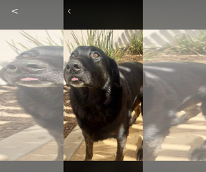 Calvin - Male Labrador Retriever-Unknown Mix Dog for Adoption - Photo #6