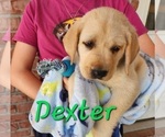 Small Photo #9 Labrador Retriever Puppy For Sale in SILSBEE, TX, USA