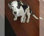 Small #3 American Staffordshire Terrier Mix
