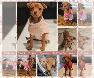 Chipin Dogs for adoption in Mesa, AZ, USA
