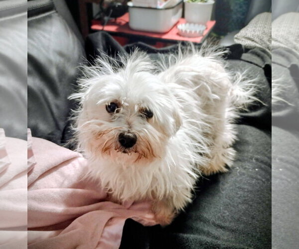 Medium Photo #7 Maltese Puppy For Sale in St. Louis Park, MN, USA