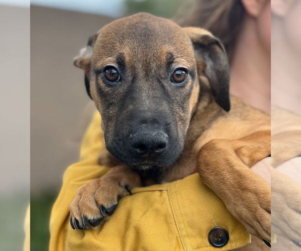 Medium Photo #3 Beagle-Unknown Mix Puppy For Sale in Dana Point, CA, USA
