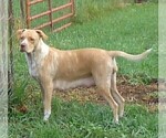 Small Photo #9 American Bulldog Puppy For Sale in SAINT CATHARINE, MO, USA