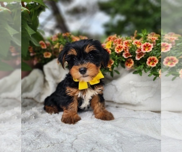 Medium Photo #3 Yorkshire Terrier Puppy For Sale in INDIANAPOLIS, IN, USA