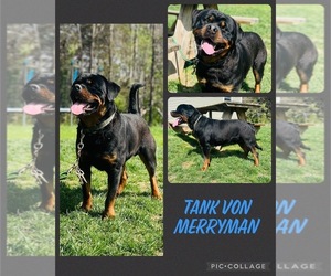 Father of the Rottweiler puppies born on 08/02/2026
