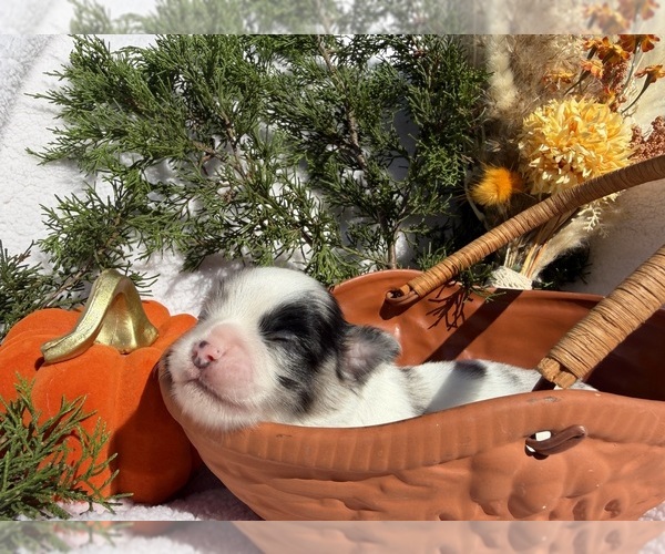 Medium Photo #11 Chihuahua Puppy For Sale in SHERMAN, TX, USA