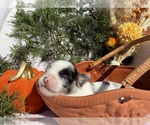 Sky - Female Chihuahua Puppy for Sale - Photo #11