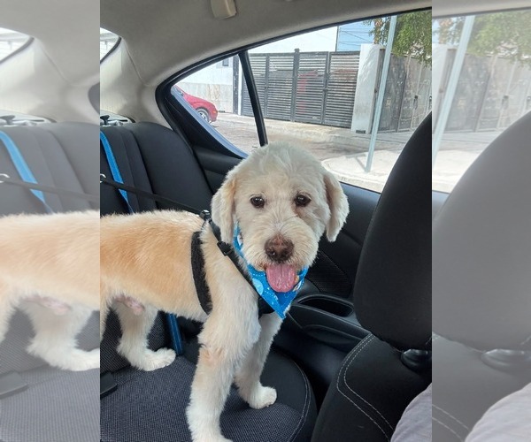 Medium Photo #1 Golden Retriever-Unknown Mix Puppy For Sale in Escondido, CA, USA
