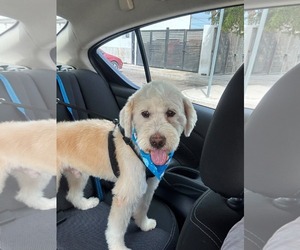 Golden Retriever-Unknown Mix Dogs for adoption in Escondido, CA, USA