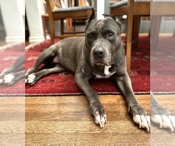 Medium Photo #1 American Pit Bull Terrier Puppy For Sale in  Ramona, CA, USA