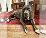 Small American Pit Bull Terrier