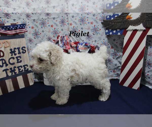 Medium Photo #21 Poodle (Toy) Puppy For Sale in CHANUTE, KS, USA