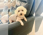 Joseph - Male Maltipoo (Miniature) Dog for Adoption - Small photo