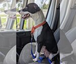 Small #1 Jack Russell Terrier Mix