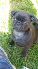 Pug Puppy for sale in ROCHESTER, NY, USA